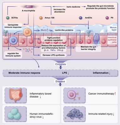 Akkermansia muciniphila and herbal medicine in immune-related diseases: current evidence and future perspectives